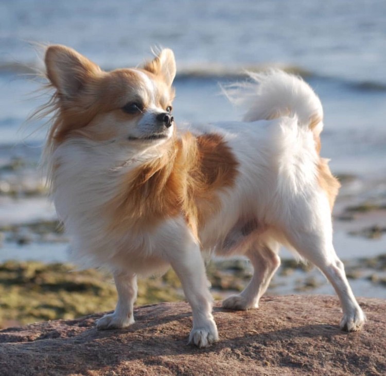 Порода Чивава