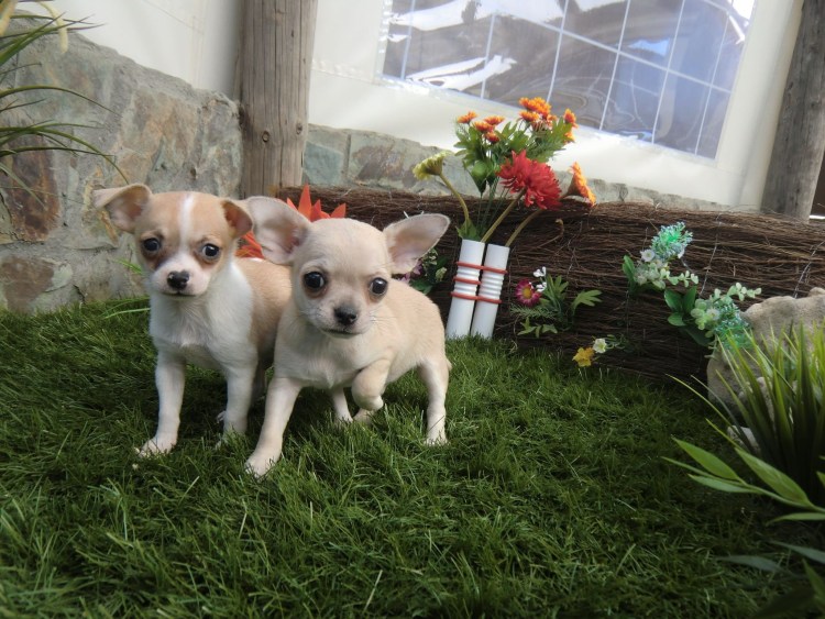 Пятнистые чихуахуа щенки