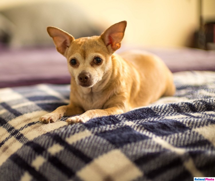 Чивава собака