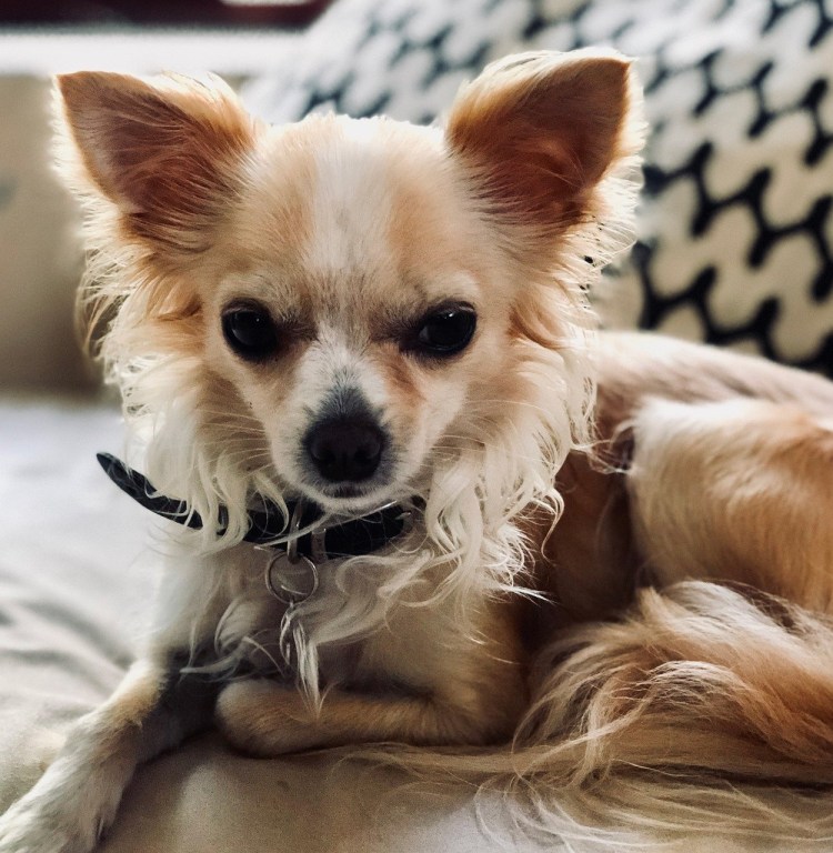 Щенки чихуахуа длинношерстные