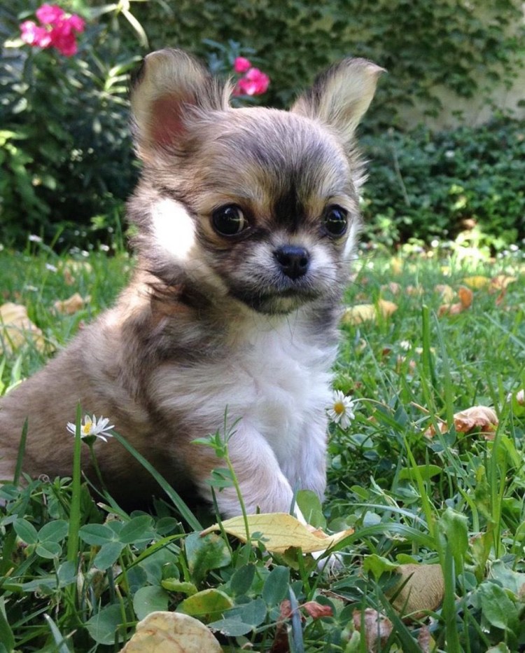 Тайский чихуахуа