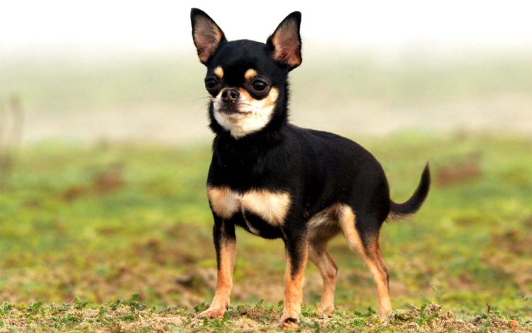 Мексиканский чихуахуа гладкошерстный