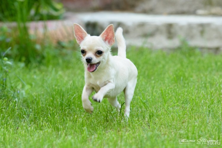 Чихуахуа белая гладкошерстная