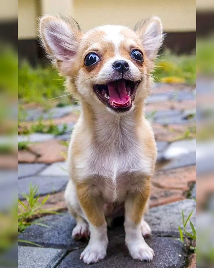 Собачки породы чихуахуа