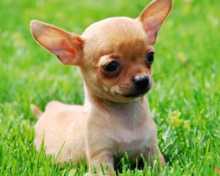 Чихуа Хуа крысарик