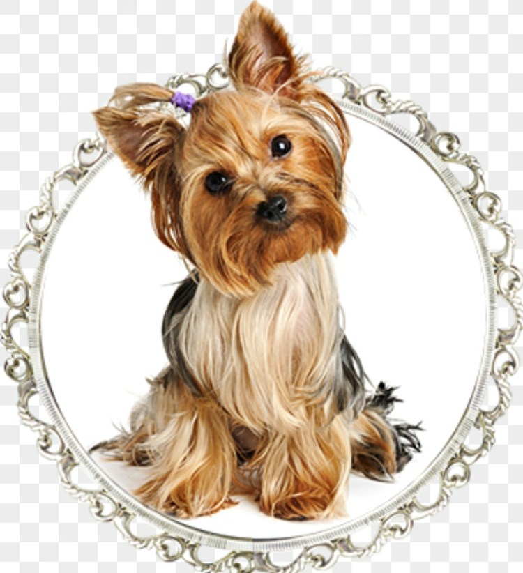 Йоркшир к Йоркширский терьер