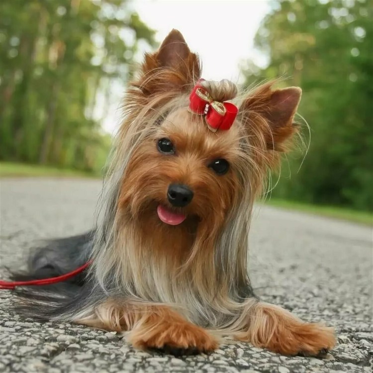 Йоркширский терьер