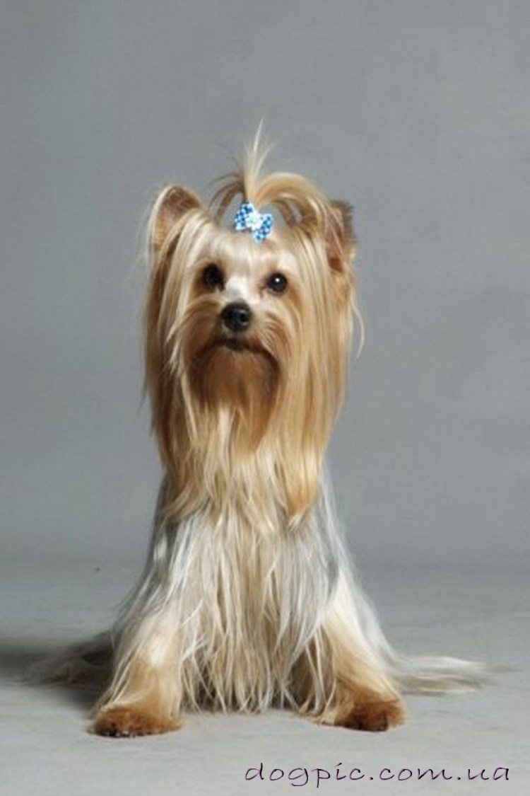 Собака с хвостиком на голове