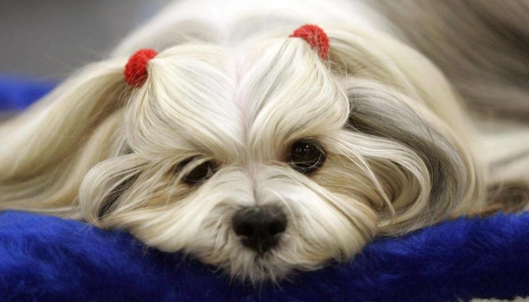 Собачка с двумя хвостиками