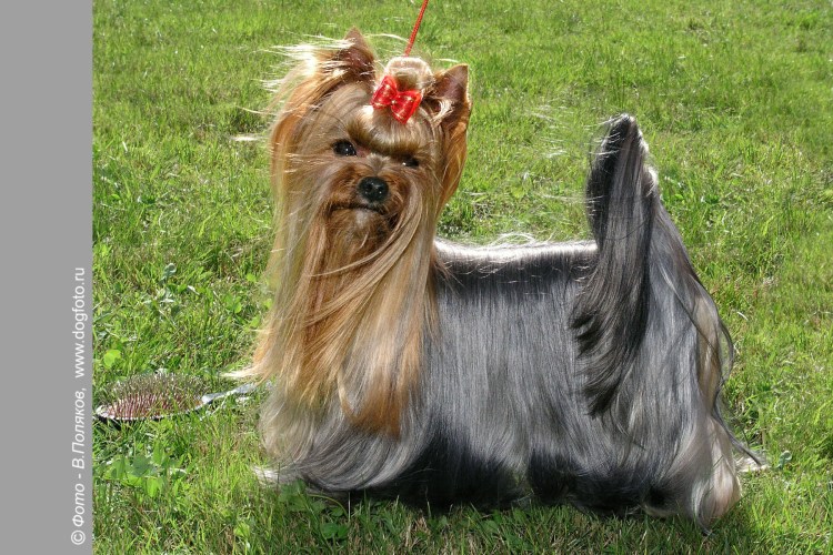 Хвост у йоркширского терьера стандарт