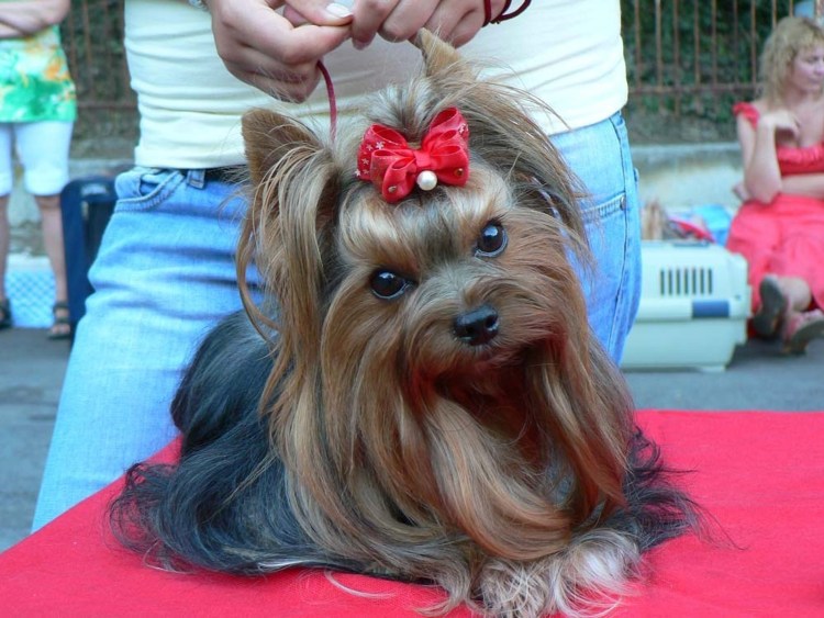 Йоркширский терьер линяет