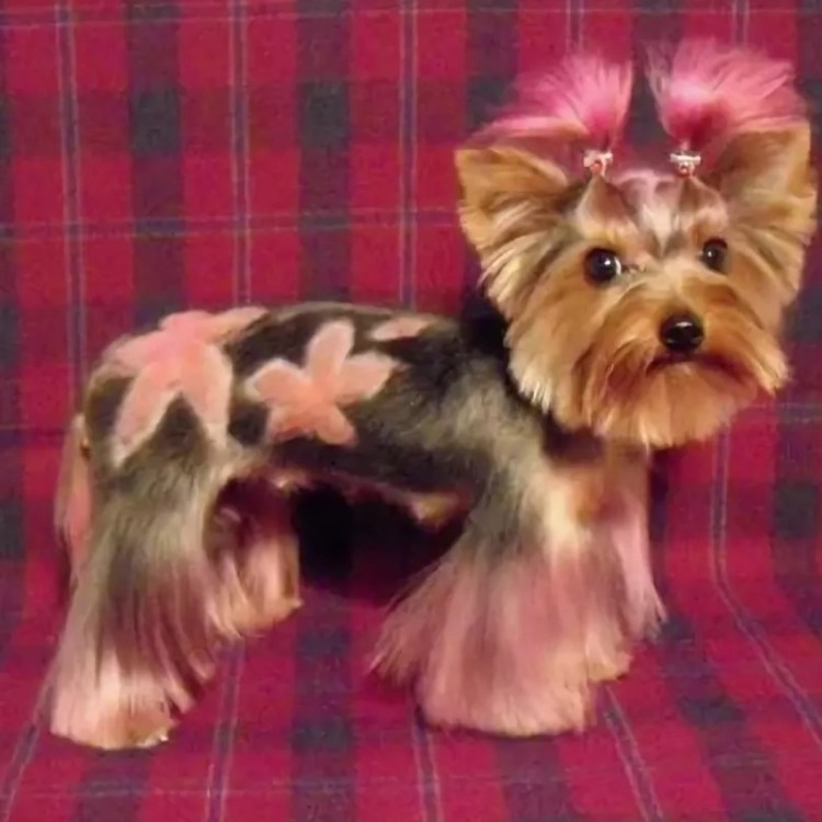 Йоркширский терьер хвост