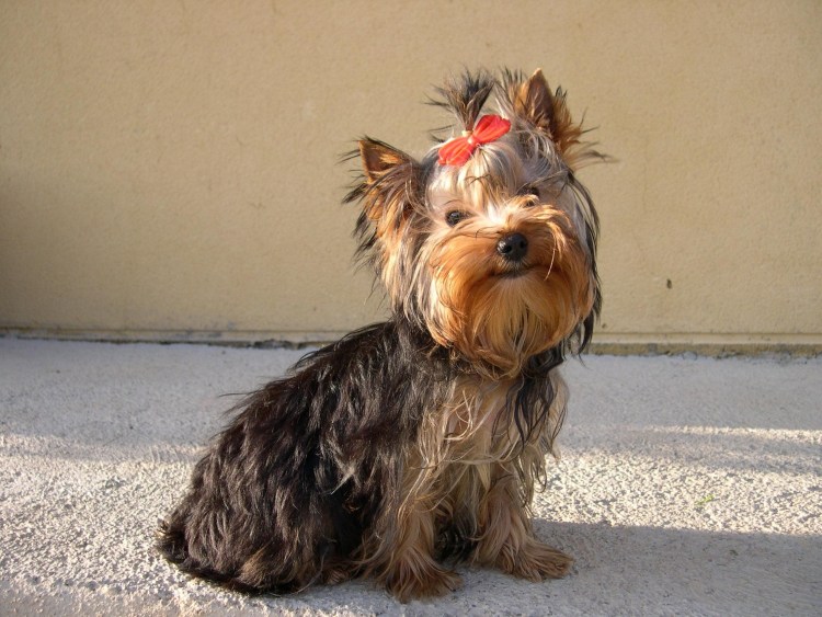 Чистопородный Йоркширский терьер