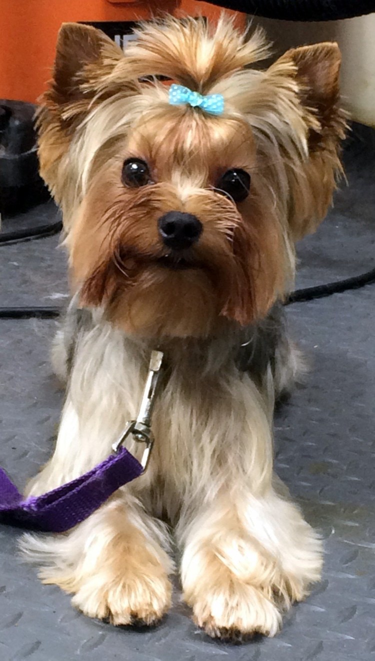 Терьер Йоркширский Малошерстный