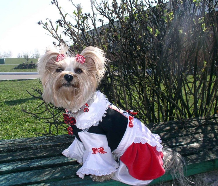 Маленькие собачки с хвостиком