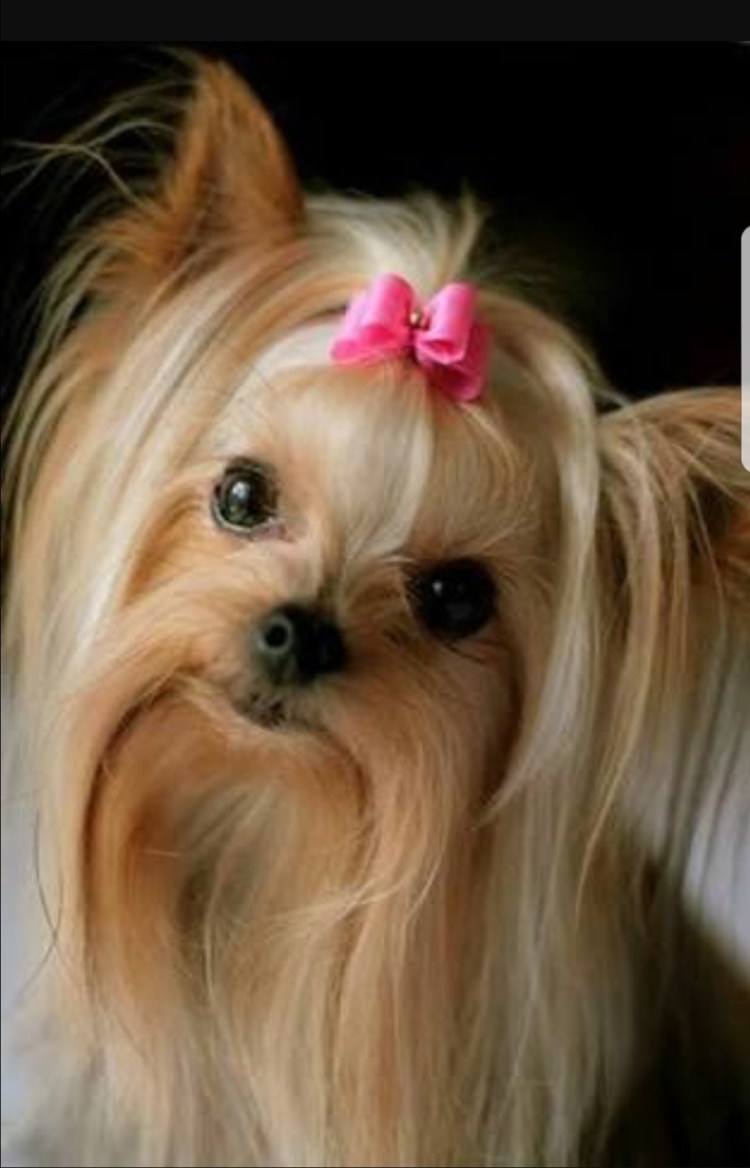 Собачки Йоркширский терьер