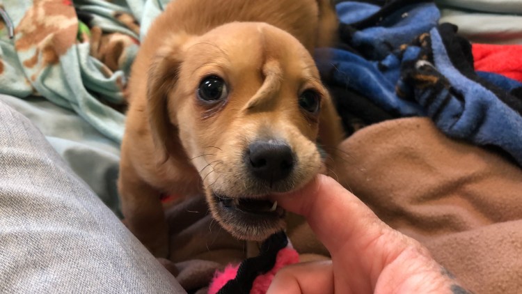 Зкнок с хвочтиком на лбу