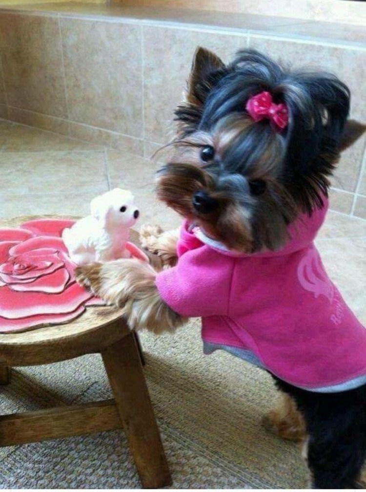 Йоркширский терьер