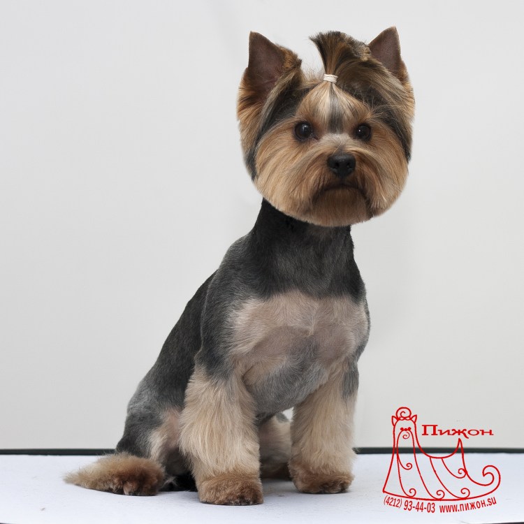 Йоркширский терьер подстриженный