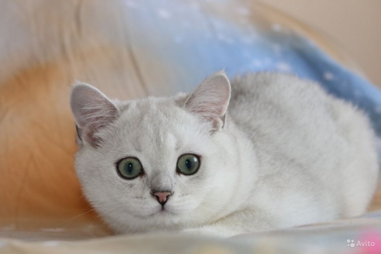 Дориан серебристая шиншилла