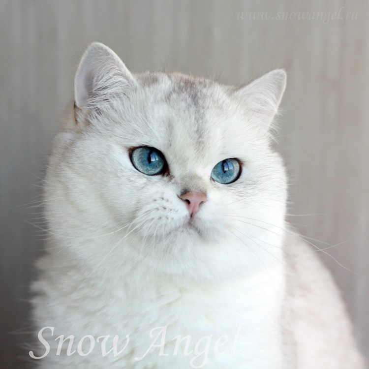 Сиамская Британская шиншилла