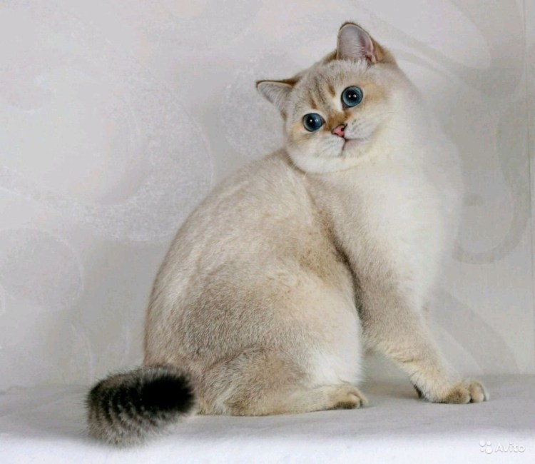 Золотая шиншилла белая