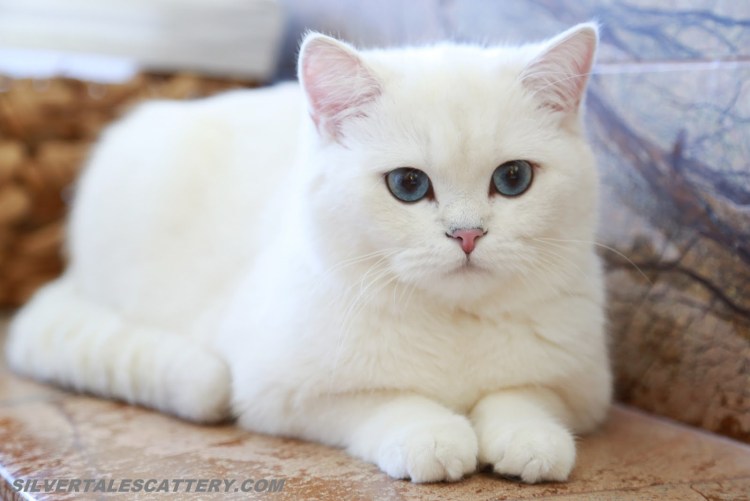 Британская короткошёрстная шиншилла