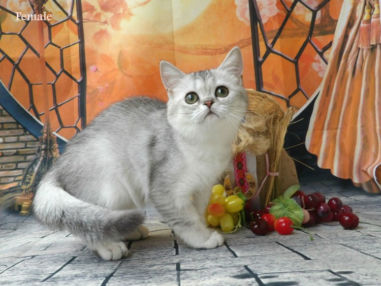 Тикированная шиншилла серебристая