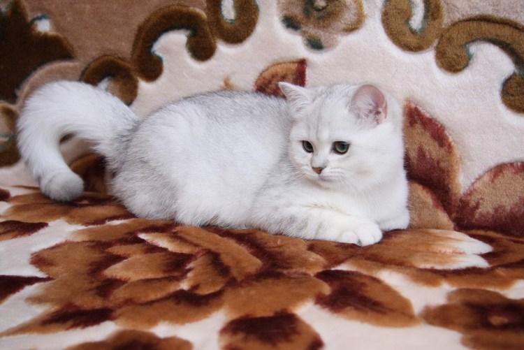 Окрас Домино у кошек