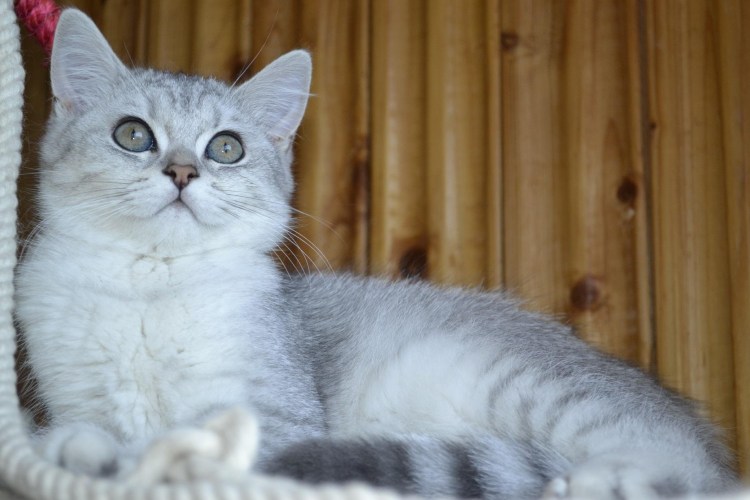 Британская шиншилла серая