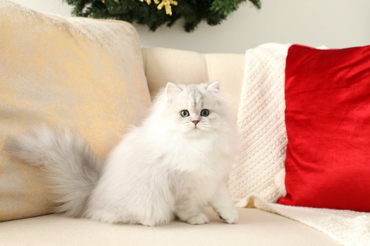Traditional Persian Cat