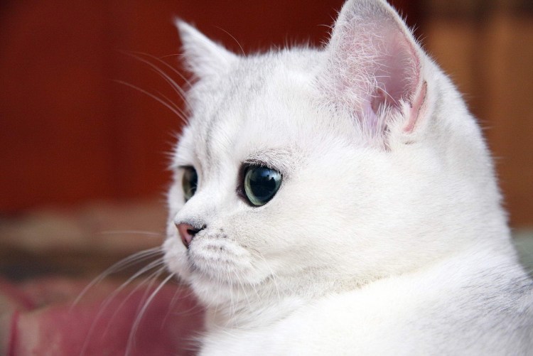 Британская шиншилла кошка