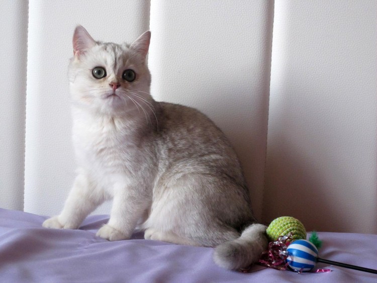 Британская шиншилла затушеванная