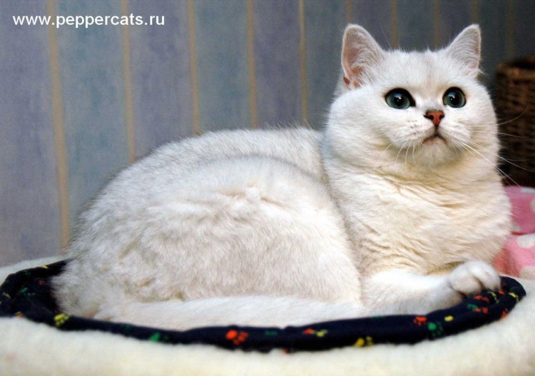 Британская короткошёрстная шиншилла