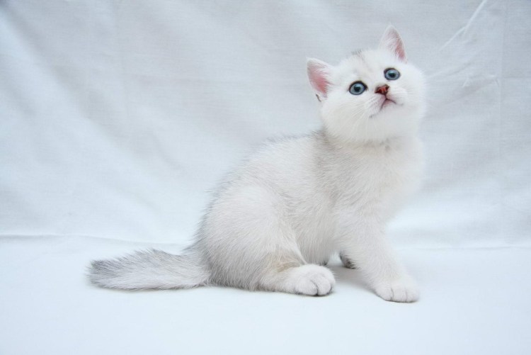 Серебристая шиншилла камео