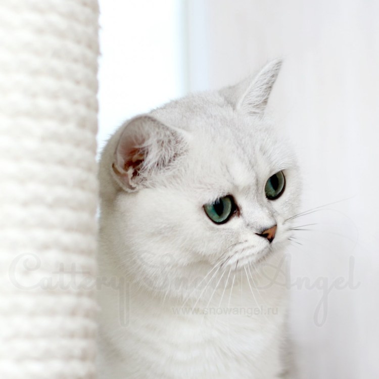 Британская шиншилла белая