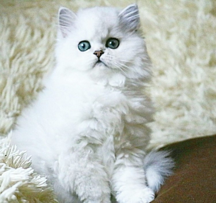 Персидская серебристая шиншилла