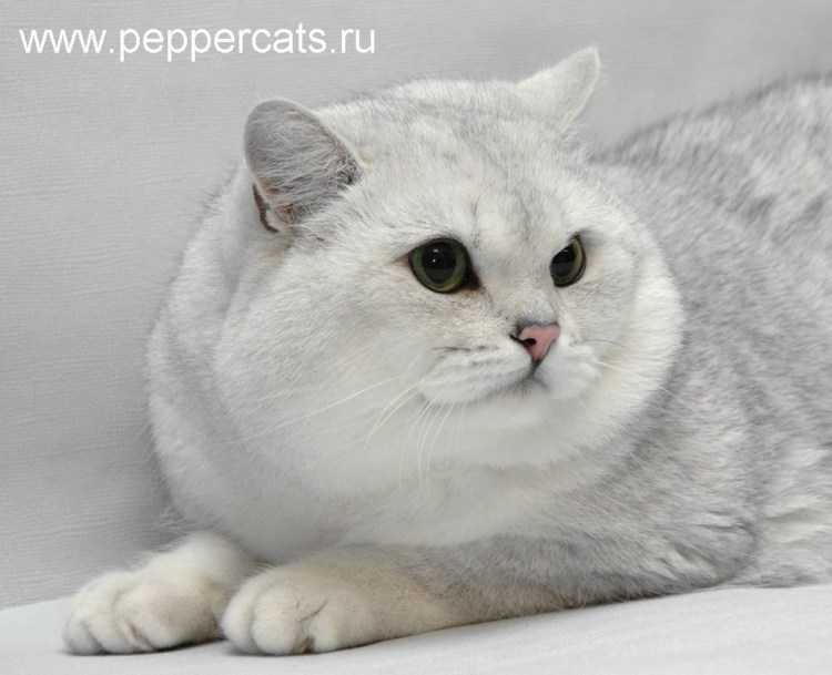 Британская Золотая шиншилла