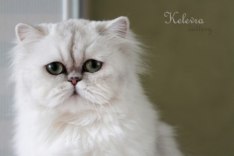 Ангорская шиншилла кошка