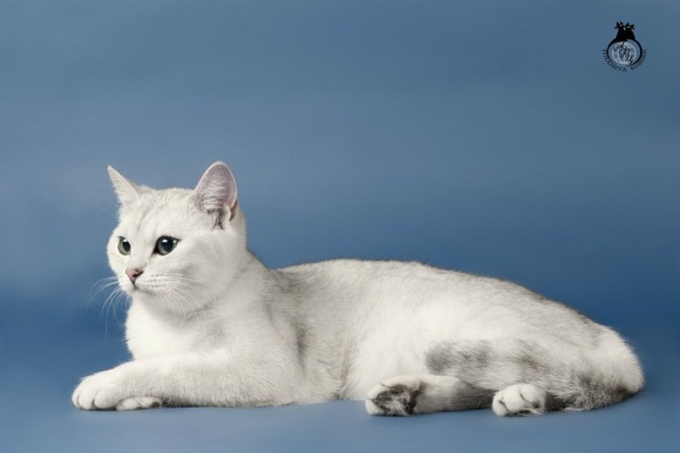 Порода кошек Шотландская шиншилла