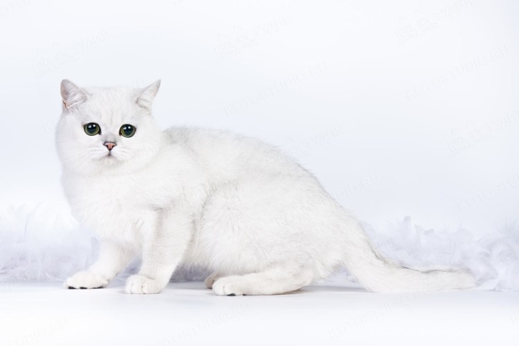 Сибирская шиншилла короткошерстная