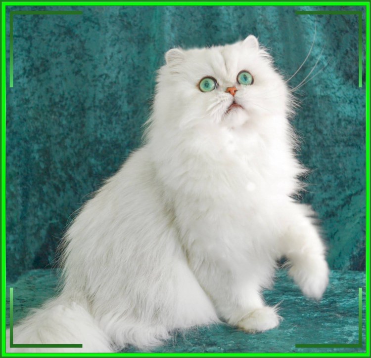 Персидская шиншилла кошка