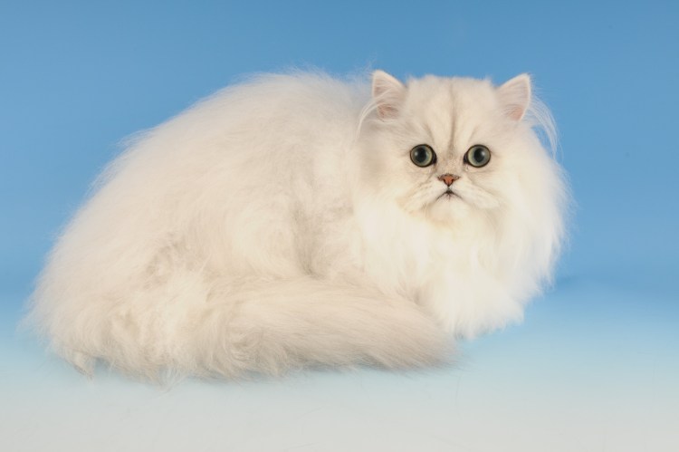 Персидская длинношерстная шиншилла