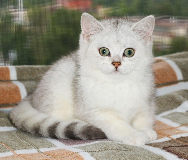 Серебристая шиншилла кошка