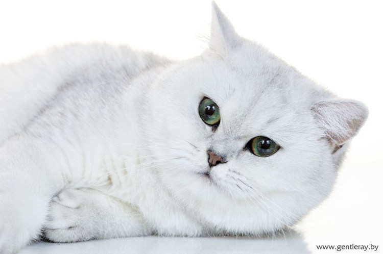 Шотландская вислоухая Блю Пойнт