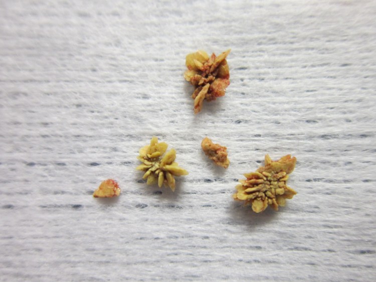 Промежностная уретростомия кота