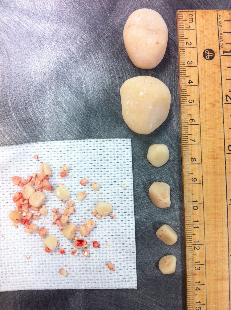 Рентген снимки рахита собак