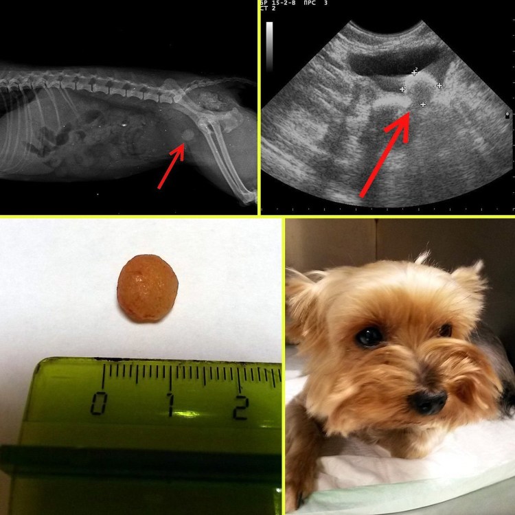Камни в мочевом пузыре у собаки