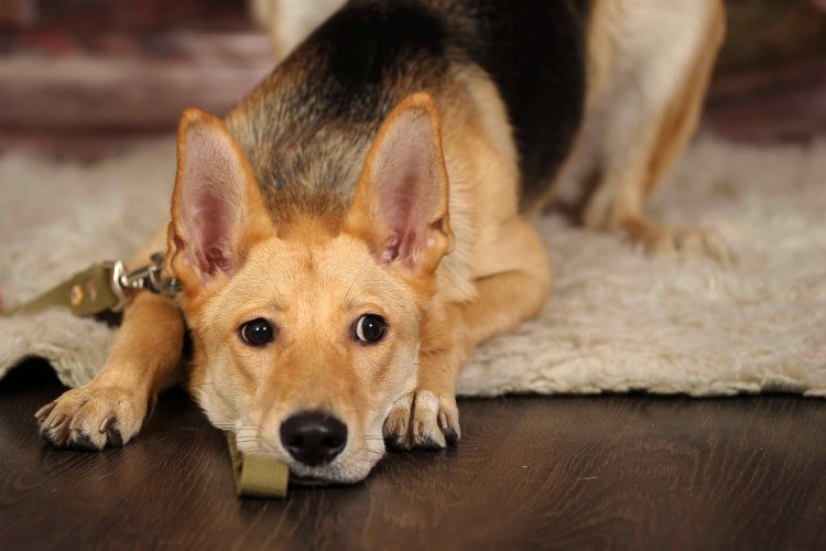 Струвиты камни в мочевом пузыре