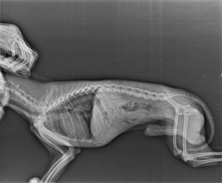 Стерилизация кобелей схема